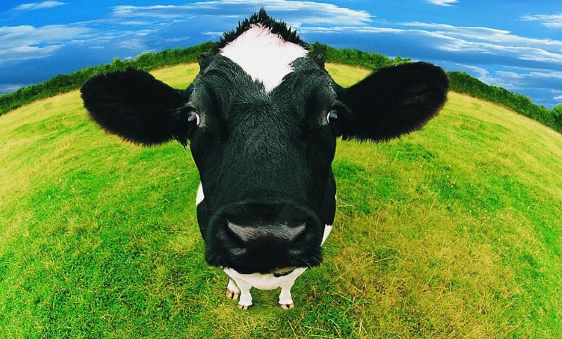 Картинка коровы для проверки шизофрении